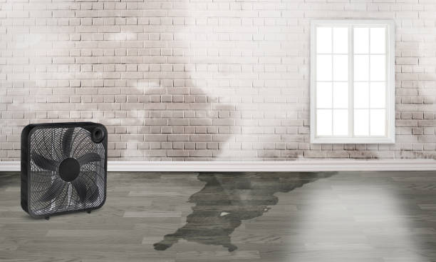 Best Water damage cleanup near me  in Claymont, DE